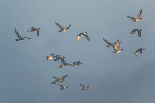 Euraziatische Duif Mareca Penelope Vogels Tijdens Vlucht Mist Bij Zonsopgang — Stockfoto