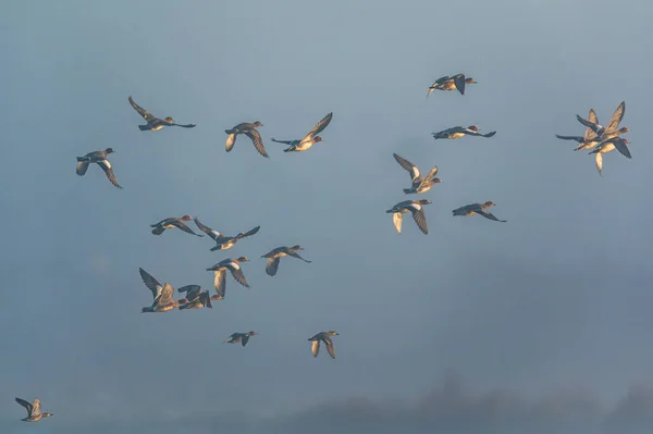 欧亚大陆的Wigeon Mareca Penelope鸟类在黎明时分在雾中飞行 — 图库照片