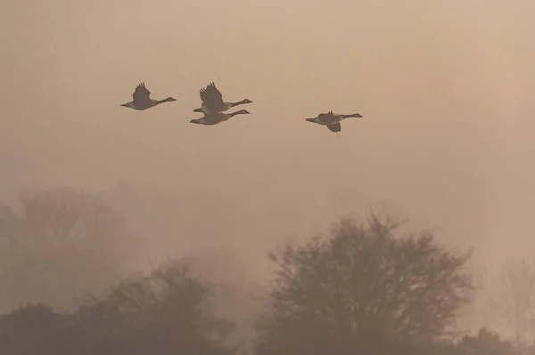 Canadá Gansos Canada Goose Branta Canadensis Voo Nevoeiro Nascer Sol — Fotografia de Stock