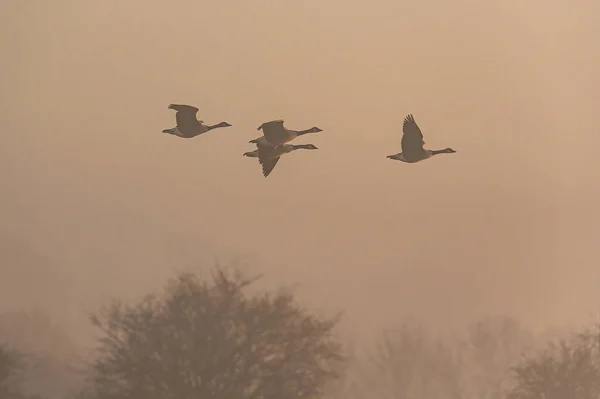 Canadá Gansos Canada Goose Branta Canadensis Voo Nevoeiro Nascer Sol — Fotografia de Stock