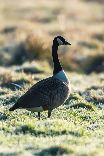 Gansos Canadá Ganso Canadá Branta Canadensis Pantano Amanecer —  Fotos de Stock