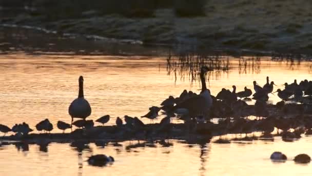 Canada Goose Common Redshank Bij Zonsopgang — Stockvideo