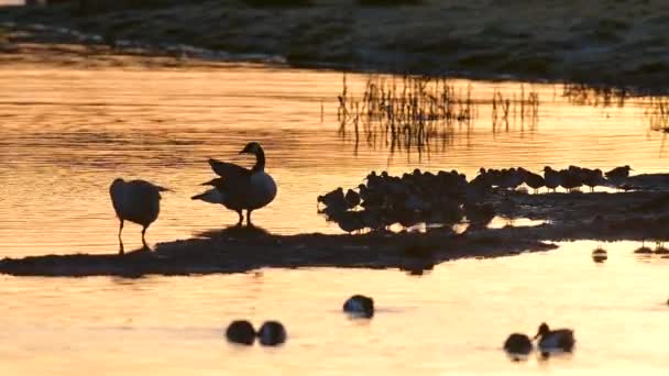 Kanada Goose Och Common Redshank Vid Soluppgången — Stockvideo