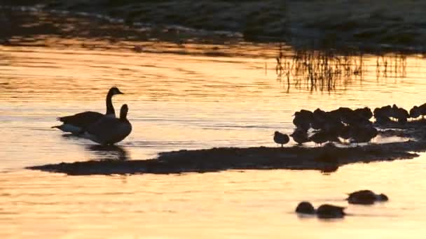 Kanada Goose Och Common Redshank Vid Soluppgången — Stockvideo