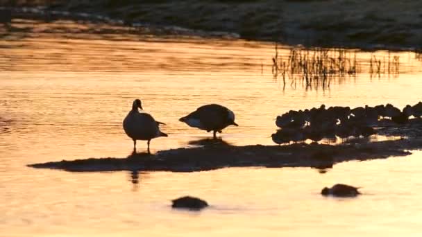 Canada Goose Common Redshank Sunrise — Stock Video