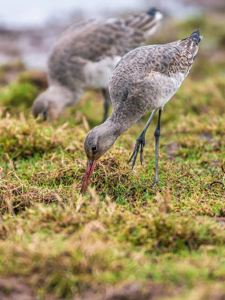 Godwit Dalla Coda Nera Limosa Limosa Nell Ambiente — Foto Stock