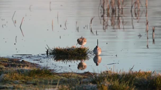 Common Redshanks Tringa Totanus Environment — Stock Video