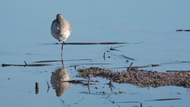 Zwartstaartgrutto Limosa Limosa Omgeving — Stockvideo