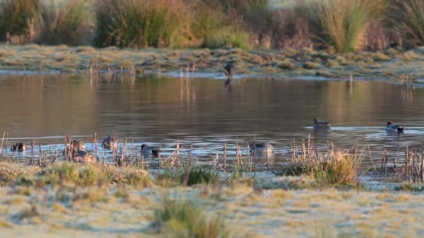 Northern Pintail Northern Shoveler View Nature — Stock Video