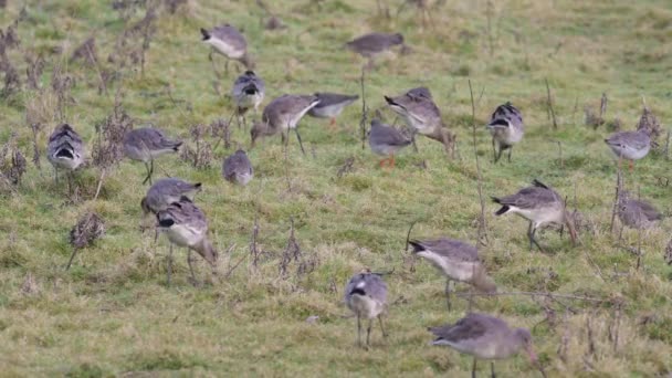 Godwit Cola Negra Limosa Limosa Common Redshank Tringa Totanus Ambiente — Vídeo de stock