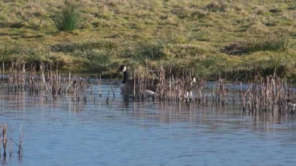 Gansos Canadá Ganso Canadá Branta Canadensis Medio Ambiente — Vídeo de stock