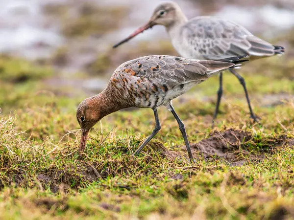 Godwit Dalla Coda Nera Limosa Limosa Nell Ambiente — Foto Stock