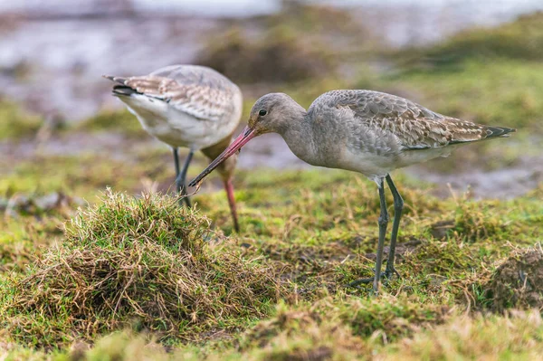 Godwit Dalla Coda Nera Limosa Limosa Nell Ambiente — Foto Stock