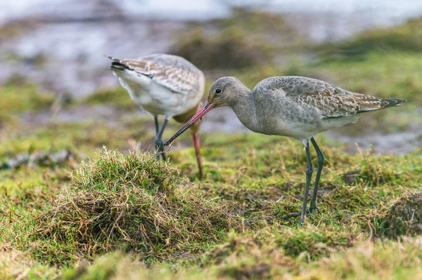 Godwit Dalla Coda Nera Limosa Limosa Nell Ambiente — Foto Stock