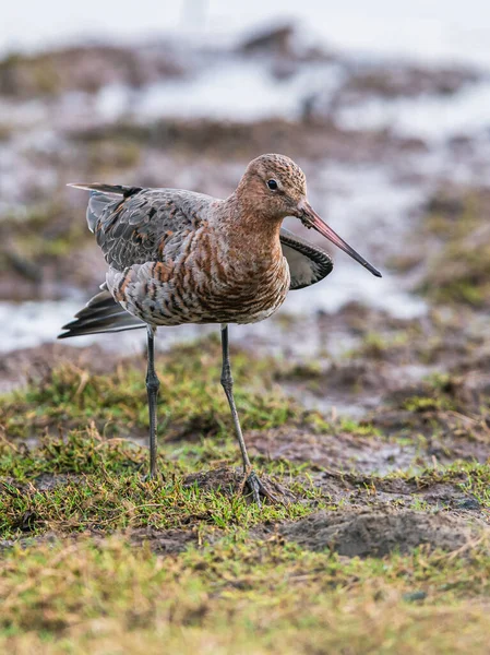 Zwartstaartgrutto Limosa Limosa Omgeving — Stockfoto