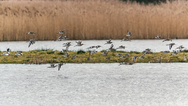 Kara Kuyruklu Godwit Limosa Limozası Çevrede Uçuyor — Stok fotoğraf