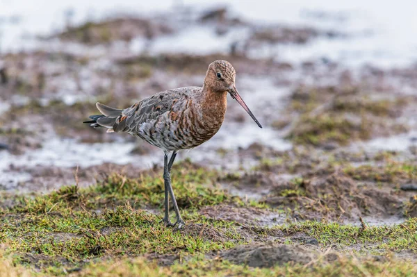 Fekete Farkú Godwit Limosa Limosa Környezetben — Stock Fotó