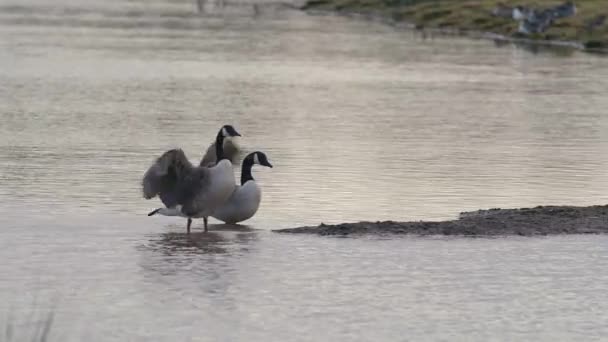 Canada Geese Canada Goose Branta Canadensis Окружающей Среде — стоковое видео