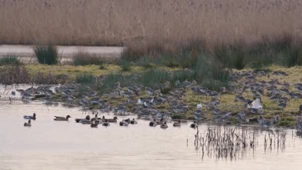 Vue Sur Eau Les Échassiers Dans Nature — Video