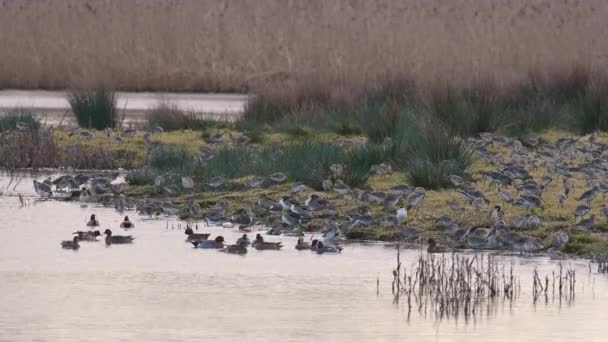 水鸟和涉水鸟在自然界中的景观 — 图库视频影像