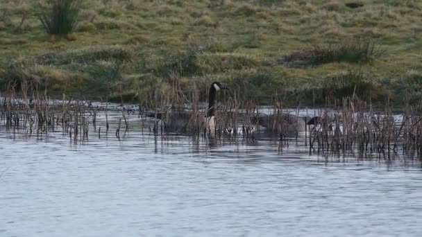 Canadá Gansos Canada Goose Branta Canadensis Ambiente — Vídeo de Stock