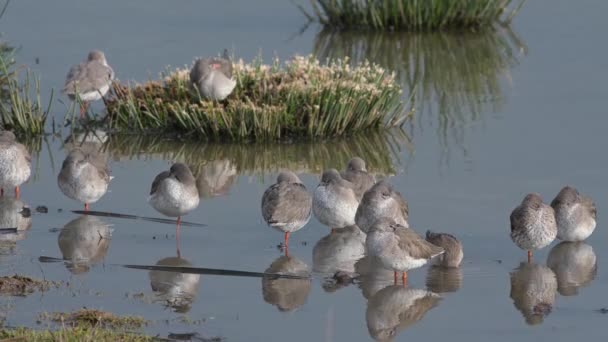 Roodbaarzen Tringa Totanus Het Milieu — Stockvideo