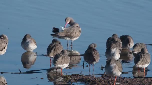 Black Tailed Godwit Limosa Limosa Common Redshank Tringa Totanus Environment — Stock Video