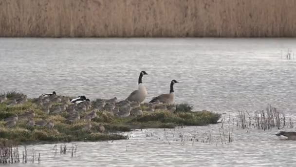 Canada Oche Canada Oca Branta Canadensis Ambiente — Video Stock