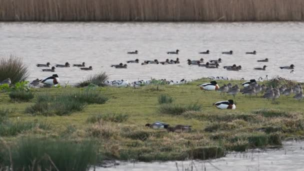 Pied Avocets Recurvirostra Avosetta Svartkapslad Avocet Eurasian Avocet Marshland Devon — Stockvideo