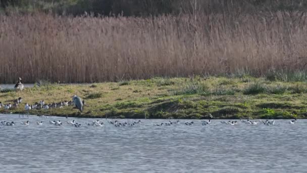 Pied Avocets Recurvirostra Avosetta Black Capped Avocet Euraziatische Avocet Marshland — Stockvideo