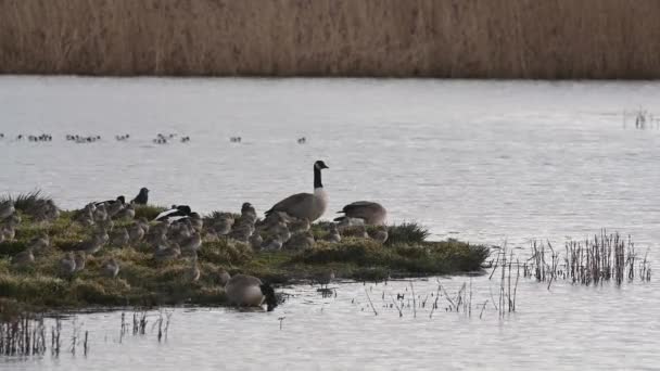 Canada Oche Canada Oca Branta Canadensis Ambiente — Video Stock