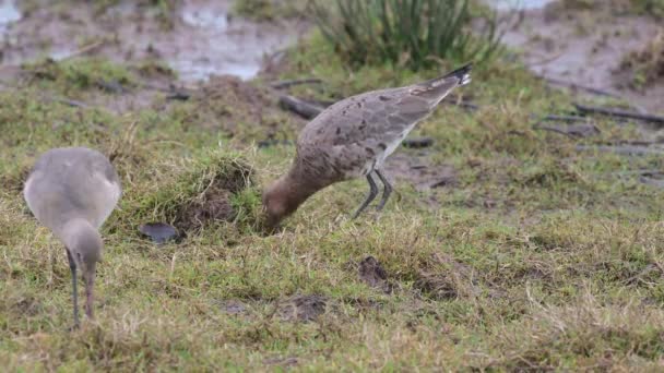 Godwit Cola Negra Limosa Limosa Common Redshank Tringa Totanus Ambiente — Vídeo de stock