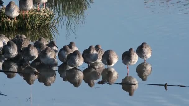 Roodbaarzen Tringa Totanus Omgeving Marshland — Stockvideo