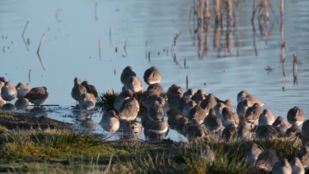 Sébastes Duvet Tringa Totanus Dans Environnement Marais — Video