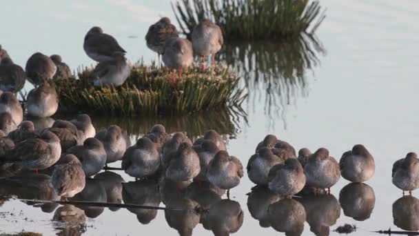 Common Redshanks Tringa Totanus Environment Marshland — Stock Video