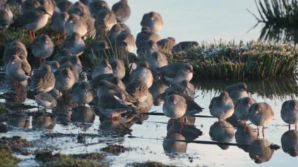 Vanliga Redshanks Tringa Totanus Miljön Marshland — Stockvideo