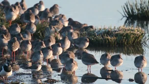 Roodbaarzen Tringa Totanus Omgeving Marshland — Stockvideo