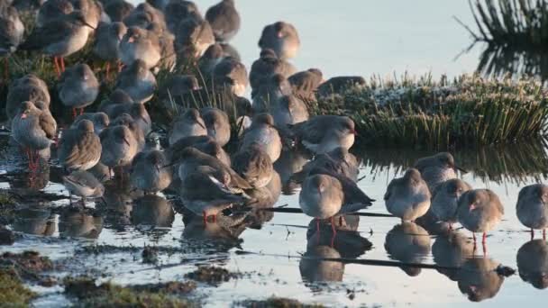 Rotschenkel Tringa Totanus Sumpfgebiet — Stockvideo