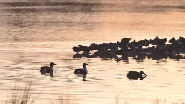 Severní Shoveler Pohled Přírodě — Stock video