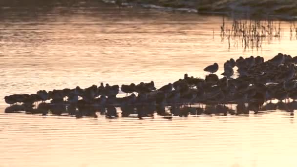 Common Redshanks Tringa Totanus Birds Environment — Stock Video