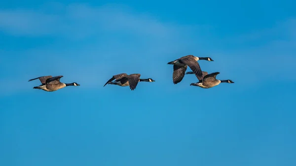 group of geese in the blue sky.