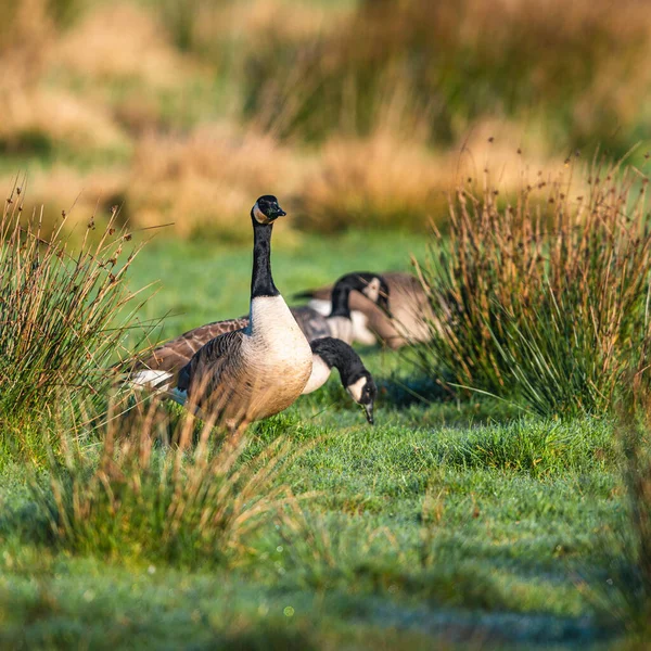 Een Groep Eenden Het Groene Gras — Stockfoto