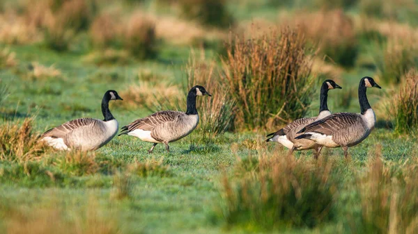 Grupo Patos Grama Verde — Fotografia de Stock