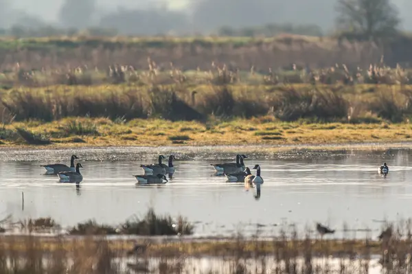 Vista Panorámica Hermosas Aves Naturaleza — Foto de Stock