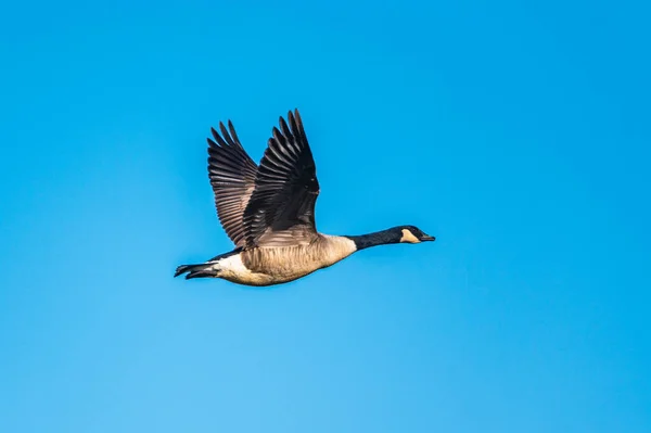 goose flying in the sky