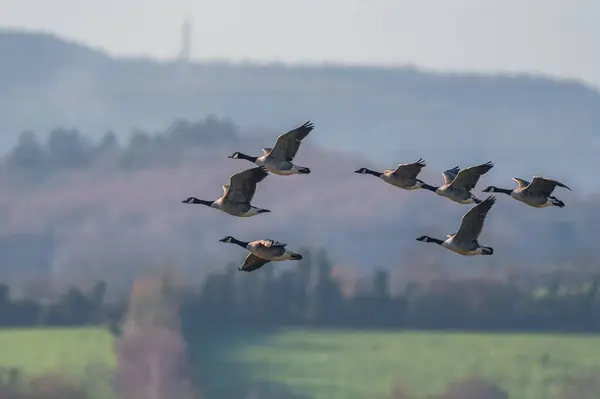 flying flock of geese in the wild.