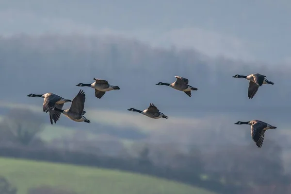 flying flock of geese in the wild.