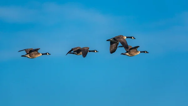 Grupo Gansos Céu Azul Imagens Royalty-Free