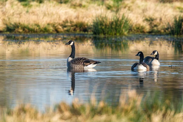 Pair Ducks Wild — Stock Photo, Image