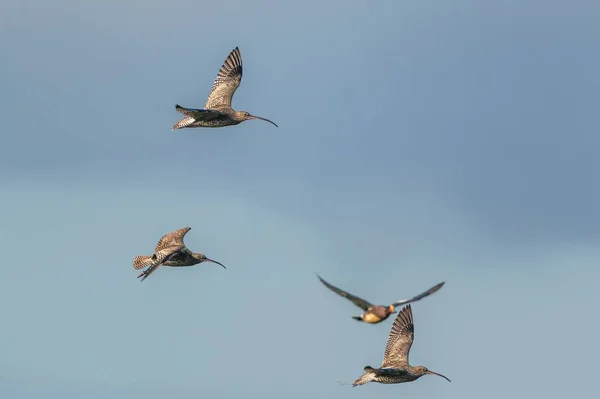 Troupeau Oiseaux Volant Dans Ciel — Photo